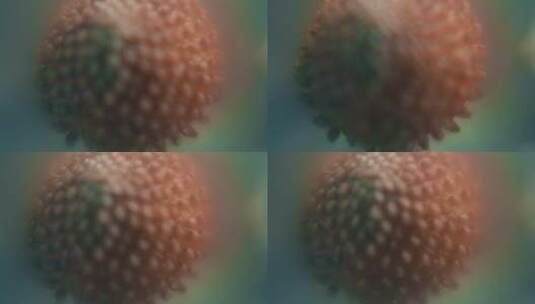 昆虫细菌视频微距镜头下红色虫卵高清在线视频素材下载