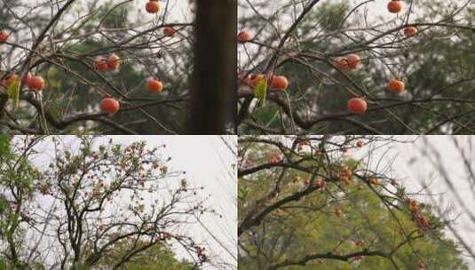 4k柿子树采摘柿子素材原材料阳光下柿子树高清在线视频素材下载