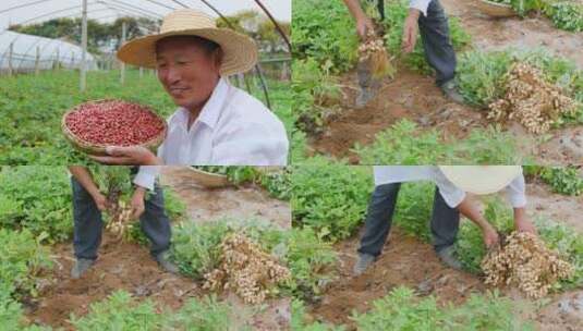 花生地素材高清在线视频素材下载