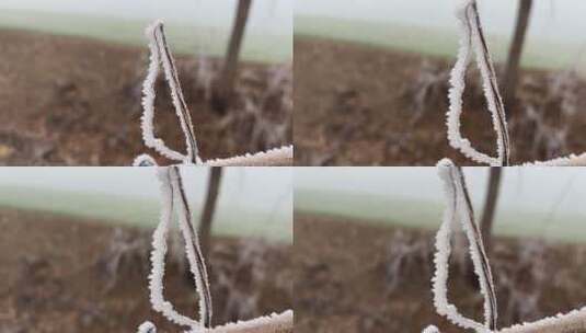 霜降下霜雾松植物高清在线视频素材下载