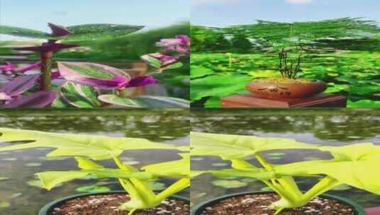 花卉绿植 室内植物高清在线视频素材下载