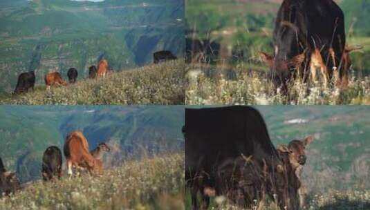 山坡牛群吃草自然高清在线视频素材下载