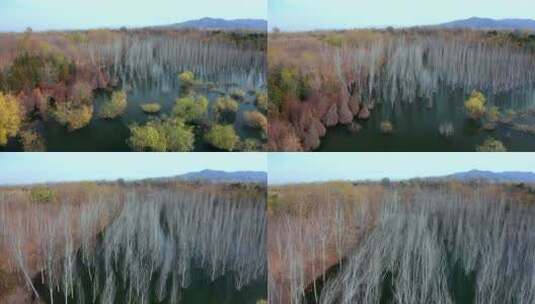 4K航拍深秋湖水中的白桦树树林和远山高清在线视频素材下载