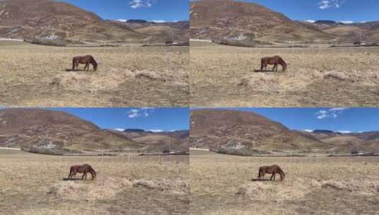 高原枯黄草原吃草的马高清在线视频素材下载