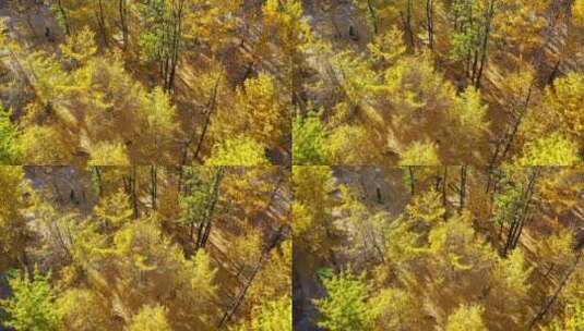 俯瞰秋天金黄的银杏林高清在线视频素材下载