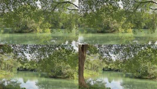 绿树林背景素材 4k高清在线视频素材下载