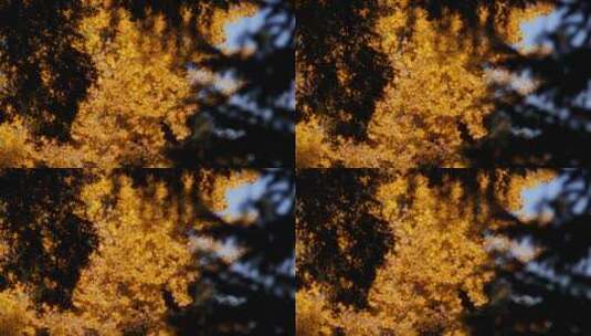 秋季金黄的枫叶高清在线视频素材下载
