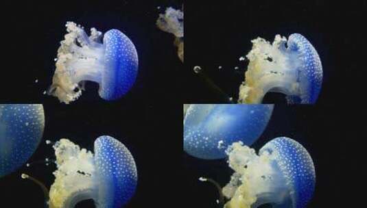 海蜇 海  水母 海底 生物高清在线视频素材下载