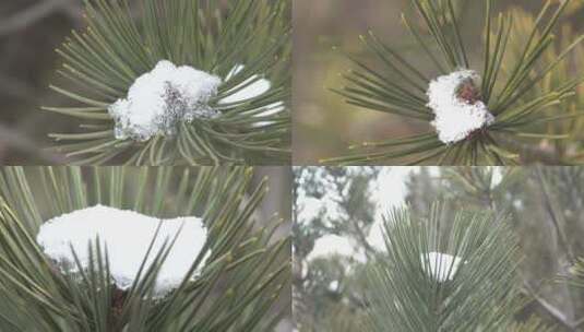 松树枝上的残雪高清在线视频素材下载