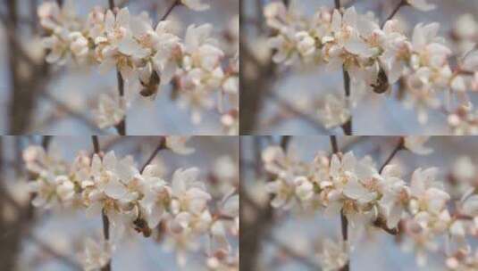 盛开花朵蜜蜂采蜜蝴蝶飞舞高清在线视频素材下载