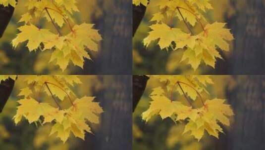 枫 叶子 黄色高清在线视频素材下载