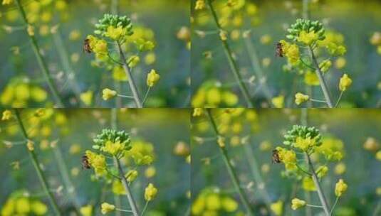 黄色油菜花田与采蜜蜜蜂高清在线视频素材下载