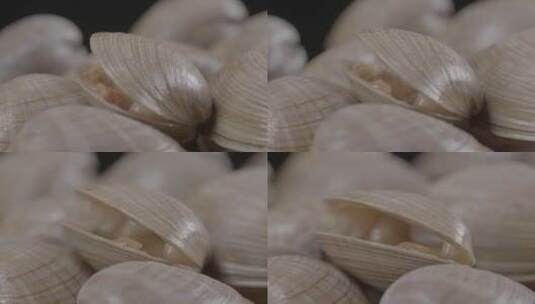 黄蚬子青柳蛤LOG微距视频素材高清在线视频素材下载