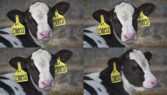 奶牛 小奶牛 奶牛场 奶牛养殖 (172)高清在线视频素材下载