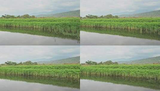 哥斯达黎加塔尔科尔斯河和山脉景观，美丽的绿色风景河岸，而Movi高清在线视频素材下载