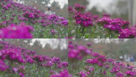 春天开紫色花须苞石竹高清在线视频素材下载