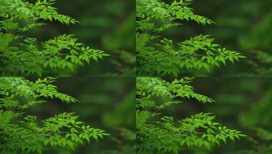 杭州虎跑下雨天挂着水滴的绿色树枝树叶高清在线视频素材下载