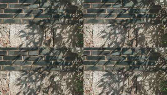 复古墙面上的树叶光影空镜高清在线视频素材下载