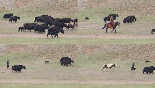 青藏高原 高海拔 牧场 放牧 牦牛高清在线视频素材下载