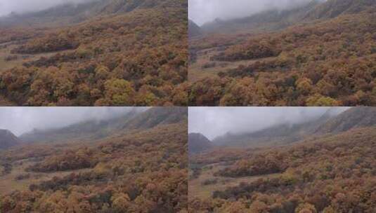 湖北神农架大九湖景区的阴雨秋天高清在线视频素材下载