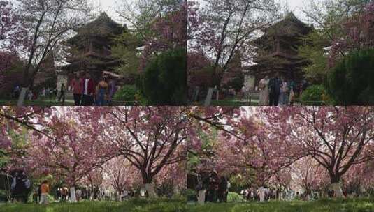 青龙寺遗址樱花花海春天赏花人流延时高清在线视频素材下载