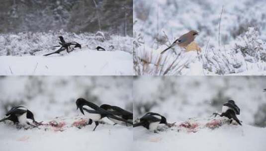 冬季森林雪地喜鹊小鸟觅食进食高清在线视频素材下载
