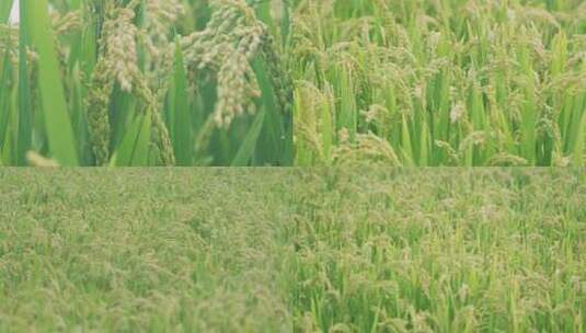 大米水稻高清在线视频素材下载
