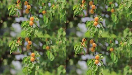 实拍8k成熟的杏高清在线视频素材下载