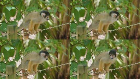 松鼠猴在绳子上东张西望后跳下高清在线视频素材下载