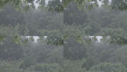 下雨 森林  sonny相机slog3拍摄灰片高清在线视频素材下载