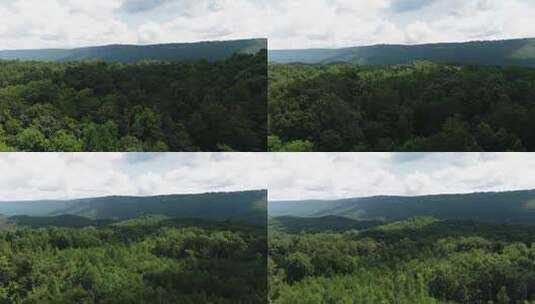 森林 森林植被 原始森林高清在线视频素材下载