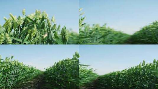 4K植物素材——麦田高清在线视频素材下载
