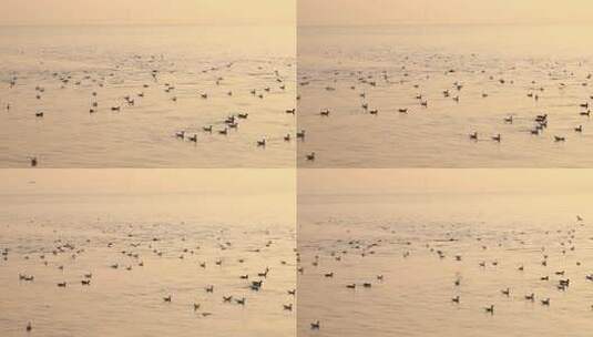 深圳湾公园的红嘴鸥，海鸥在海面上飞翔玩耍高清在线视频素材下载