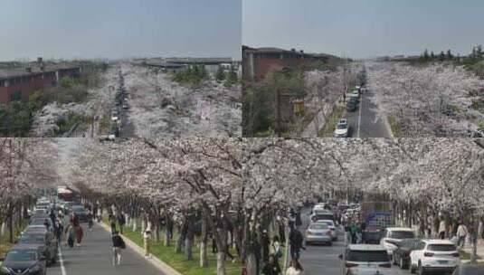 航拍鉴真路樱花大道人流高清在线视频素材下载