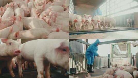 4K 小猪进口猪 野猪 养殖 养猪 白猪 猪肉高清在线视频素材下载