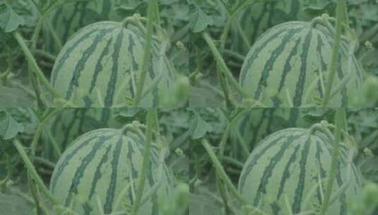 西瓜 西瓜地 西瓜丰收 西瓜种植高清在线视频素材下载