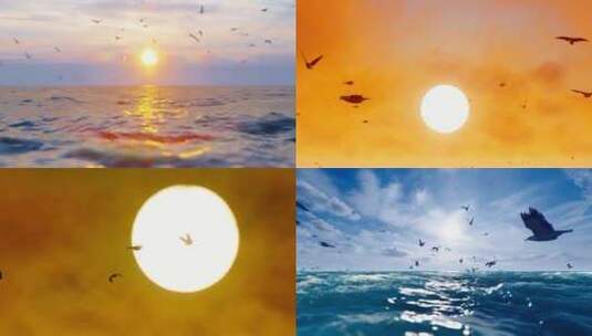 清晨海面日出海鸥群飞翔唯美风景高清在线视频素材下载