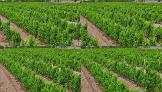 贺兰山山脚下葡萄庄园 葡萄种植高清在线视频素材下载