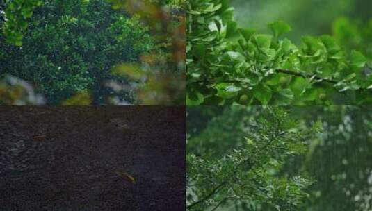 夏日谷雨风景高清在线视频素材下载