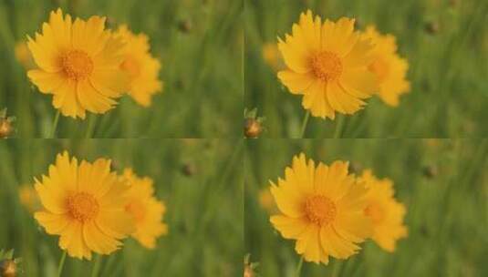 夏日阳光穿透花草手拂花朵高清在线视频素材下载