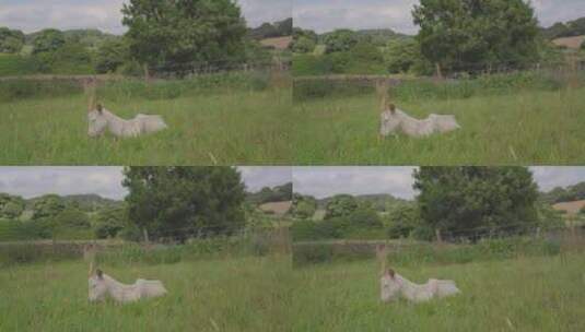 草原里一只山羊休息高清在线视频素材下载