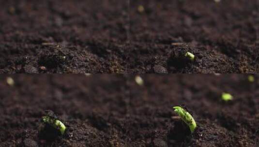 特写植物发芽从土壤里长出嫩芽高清在线视频素材下载