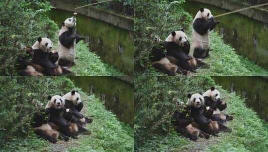 成都可爱国宝大熊猫站起来拿食物高清在线视频素材下载