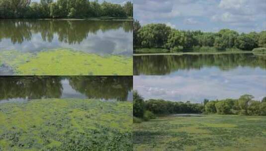 河流水草湿地浑河岸边沈阳蓝天白云高清在线视频素材下载