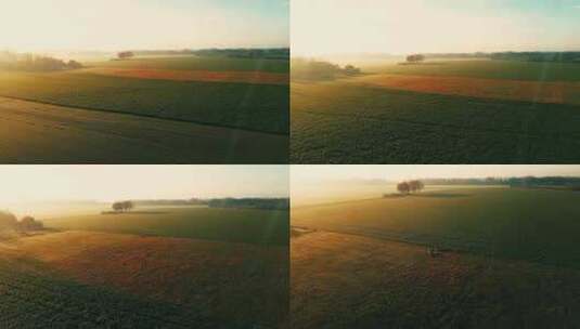 清晨阳光照射在田园间金色成熟的麦子高清在线视频素材下载