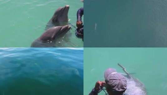 【合集】海豚 海洋天使 海洋生物 海豚跳跃高清在线视频素材下载