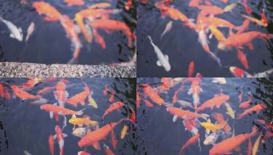 锦鲤在清澈的许愿池游泳慢镜头高清在线视频素材下载