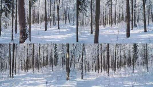 航拍冬天阳光照射下白雪皑皑的树林高清在线视频素材下载