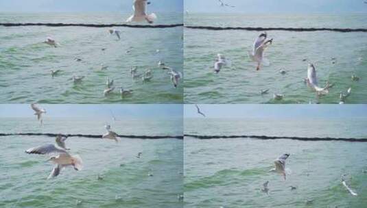 洱海的海鸥高清在线视频素材下载