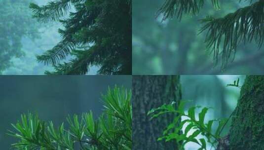 森林下雨树木雨景高清在线视频素材下载